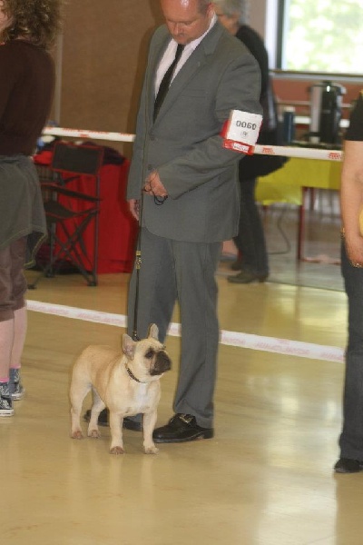 Gour'mandise ciara du Royaume des Mogwaïs - 3eme Excellente