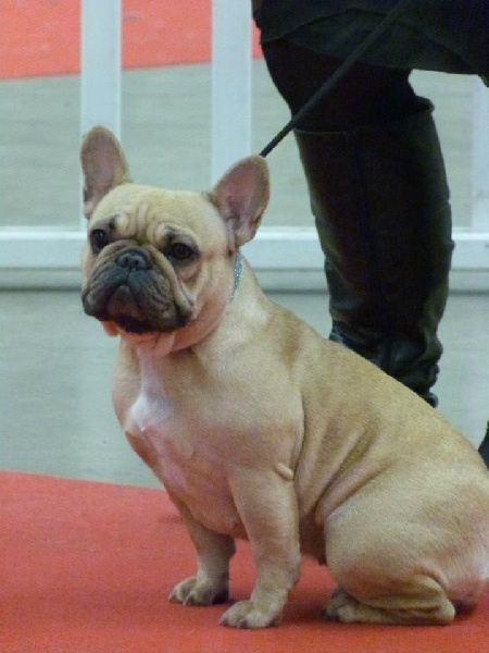 Gour'mandise ciara du Royaume des Mogwaïs - 2 eme excellent RCAS