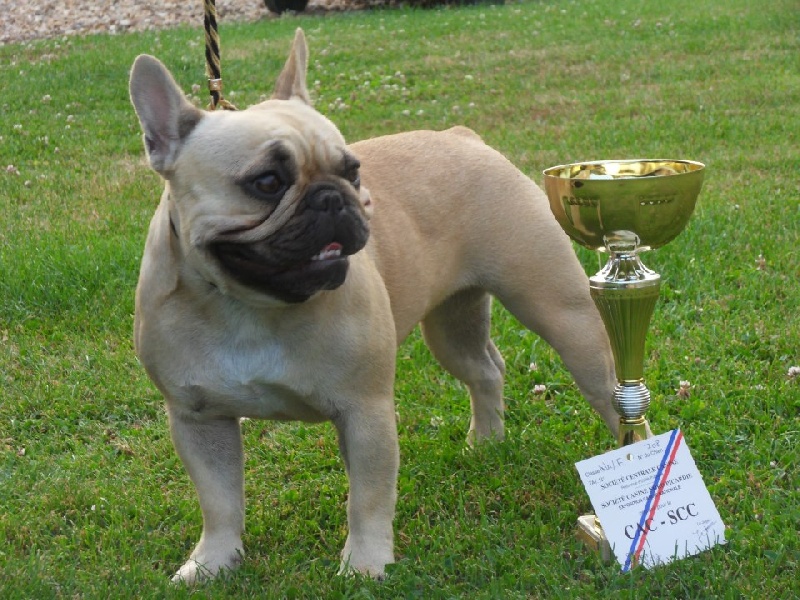 Gour'mandise ciara du Royaume des Mogwaïs - 1er Excellent CACS