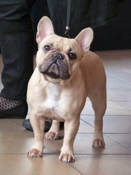 Gour'mandise ciara du Royaume des Mogwaïs - 2 eme excellent