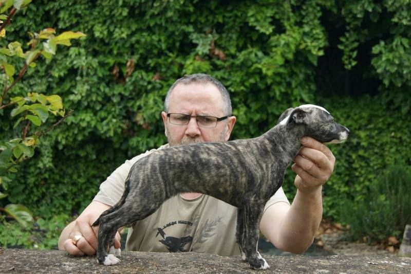 Publication : Des Symphonies d'Arlequin Auteur : Laetitia ribbe