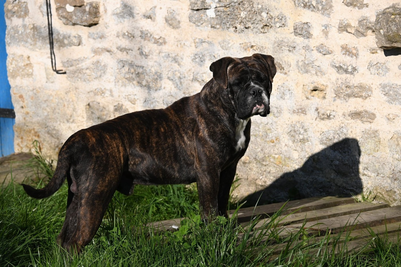 Publication : Des Symphonies d'Arlequin