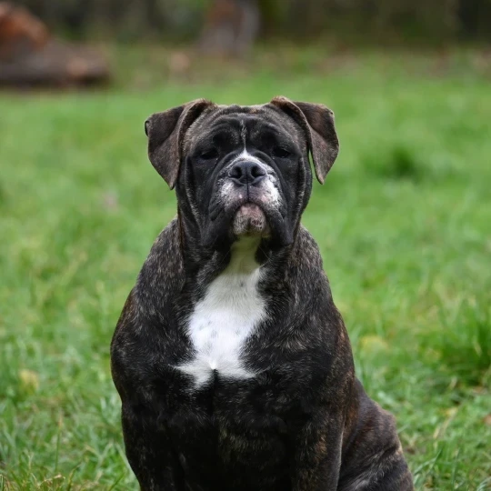 Publication : Des Symphonies d'Arlequin