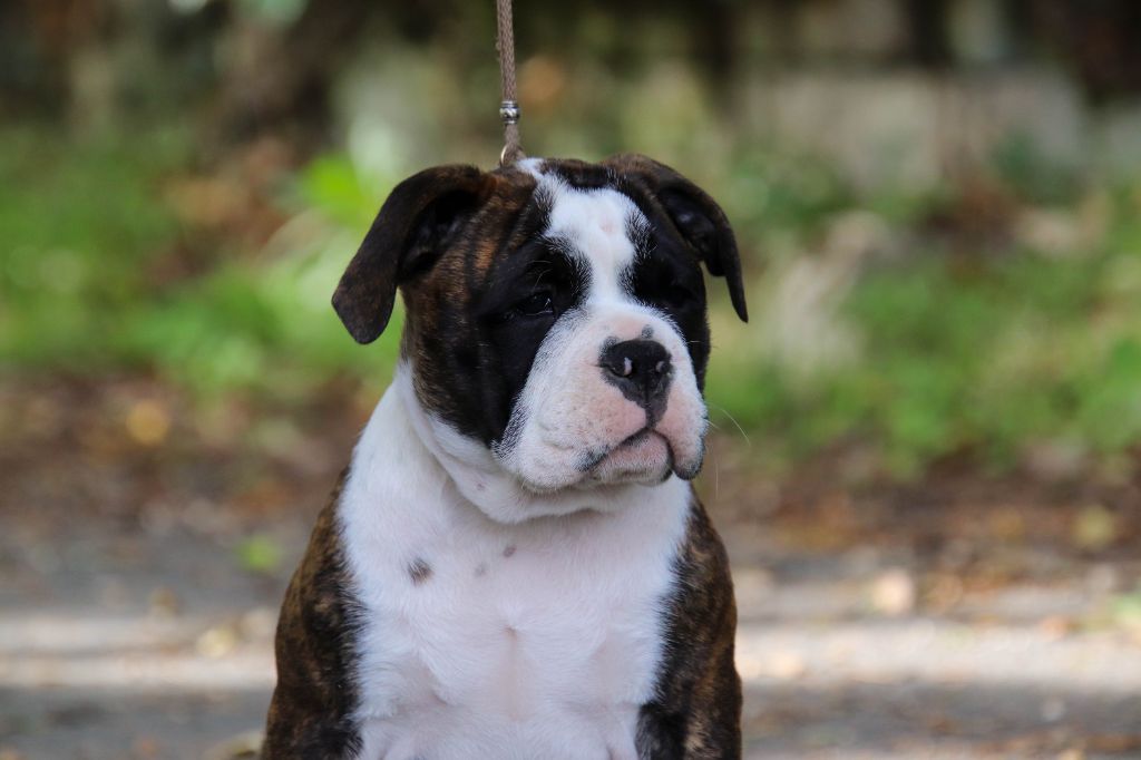 Publication : Des Symphonies d'Arlequin