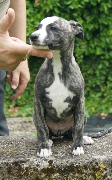 Publication : Des Symphonies d'Arlequin Auteur : Laetitia ribbe