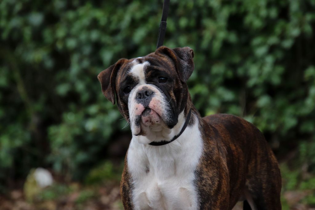 Publication : Des Symphonies d'Arlequin