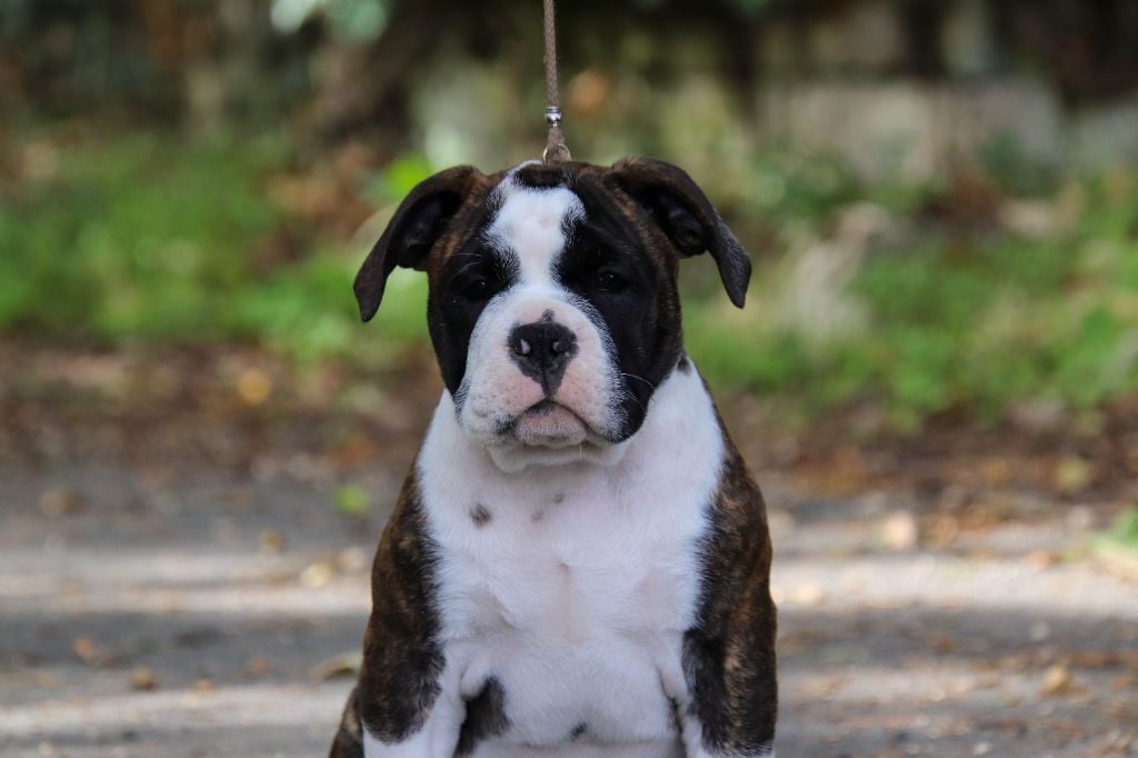 Publication : Des Symphonies d'Arlequin