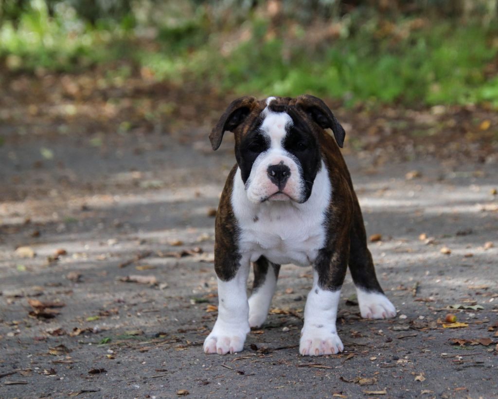 Publication : Des Symphonies d'Arlequin