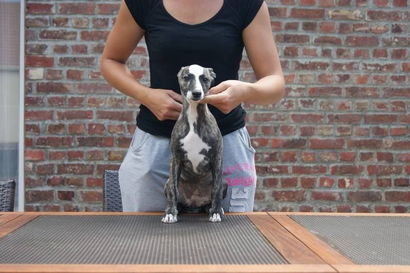 Publication : Des Symphonies d'Arlequin Auteur : Laetitia ribbe