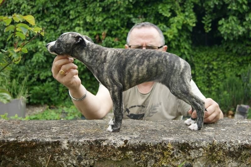 Publication : Des Symphonies d'Arlequin Auteur : Laetitia ribbe