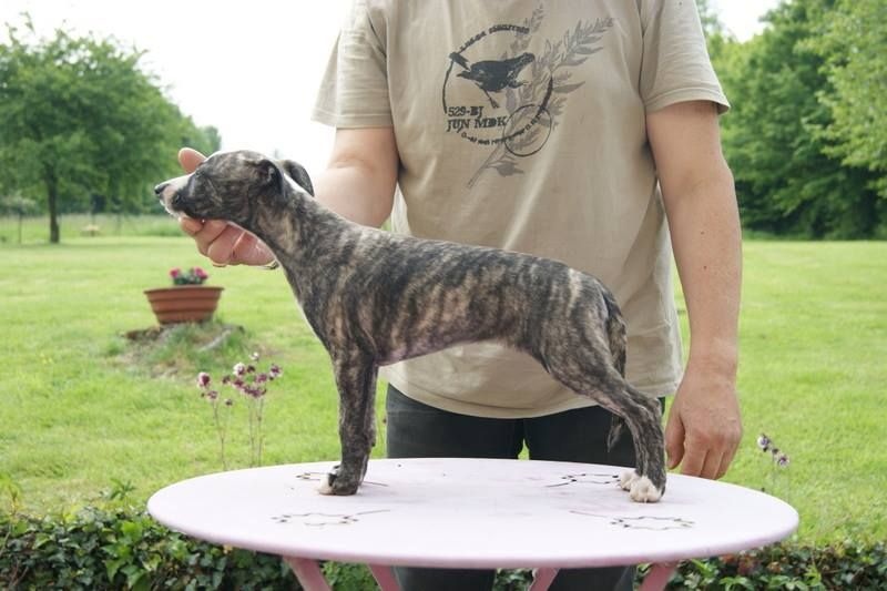 Publication : Des Symphonies d'Arlequin Auteur : Laetitia ribbe