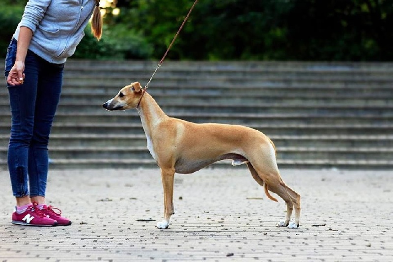 Publication : Des Symphonies d'Arlequin