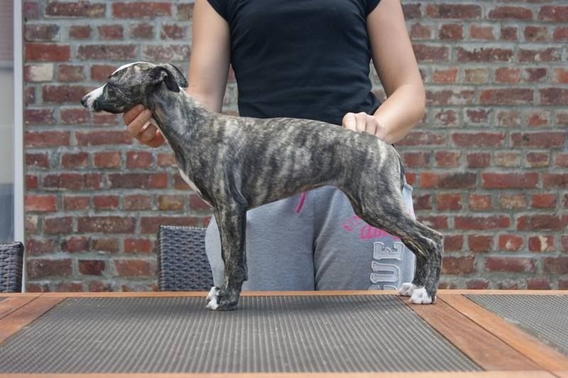 Publication : Des Symphonies d'Arlequin Auteur : Laetitia ribbe