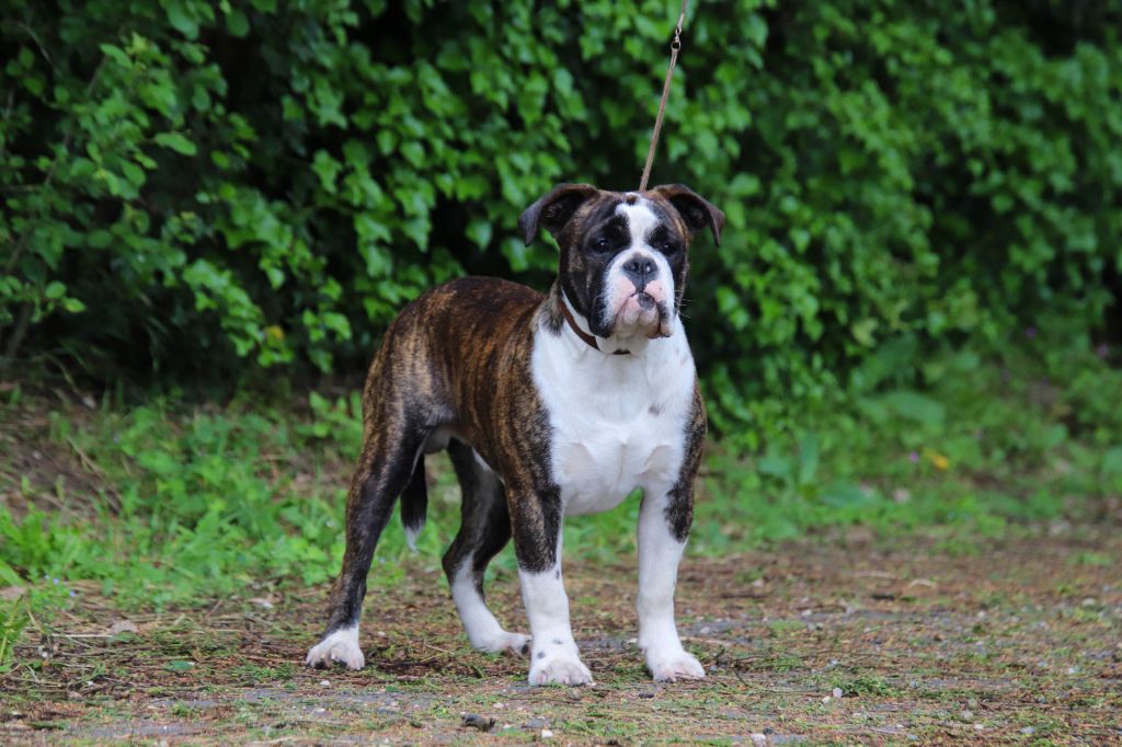 Publication : Des Symphonies d'Arlequin