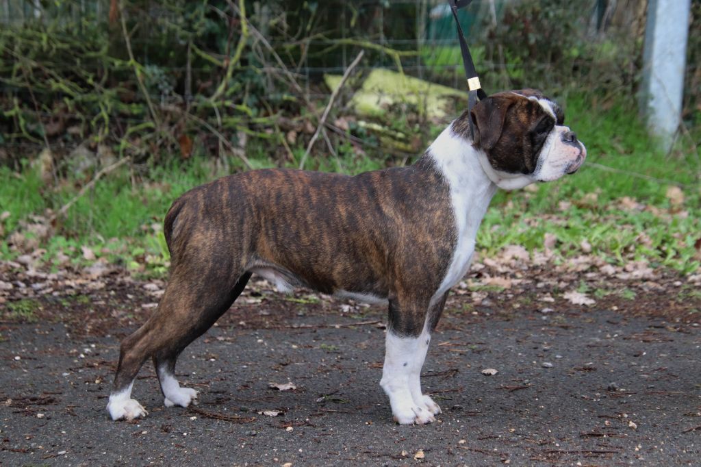 Publication : Des Symphonies d'Arlequin