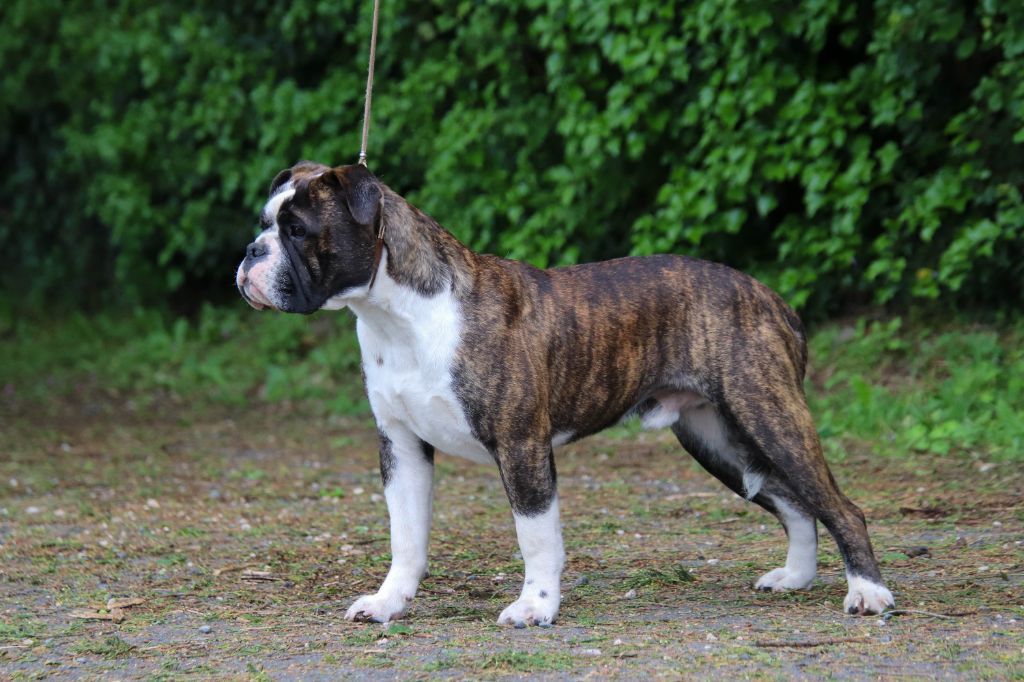 Publication : Des Symphonies d'Arlequin