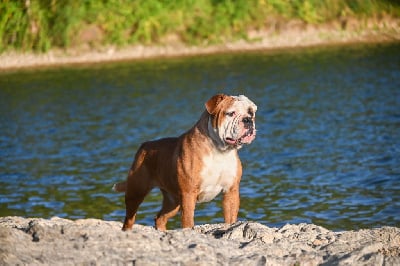 Des Symphonies d'Arlequin
