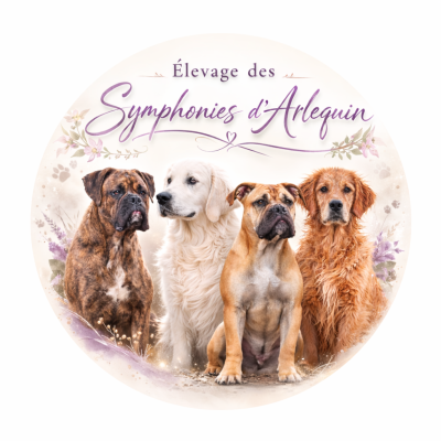 Des Symphonies d'Arlequin