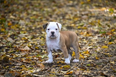 Les chiots de Bulldog continental