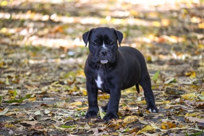 Les chiots de Bulldog continental