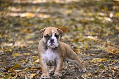 Les chiots de Bulldog continental
