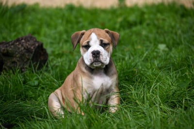 Les chiots de Bulldog continental