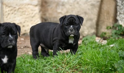 Les chiots de Bulldog continental