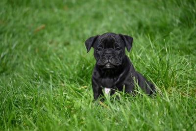 Les chiots de Bulldog continental