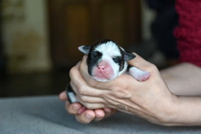Les chiots de Bulldog continental