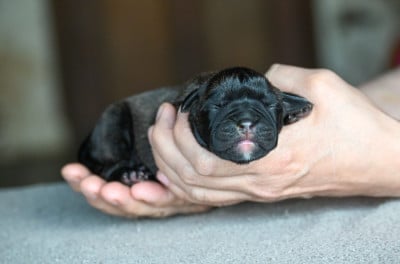 Les chiots de Bulldog continental