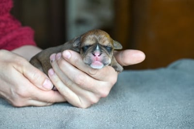 Les chiots de Bulldog continental