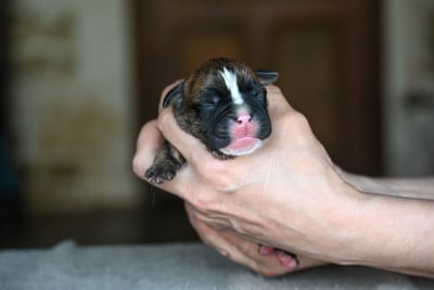 Les chiots de Bulldog continental