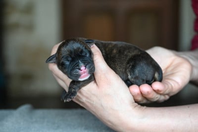 Les chiots de Bulldog continental