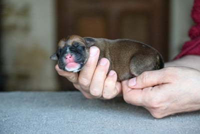 Les chiots de Bulldog continental