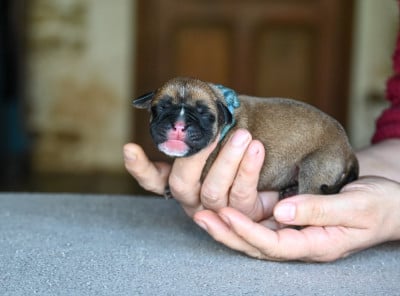 Les chiots de Bulldog continental
