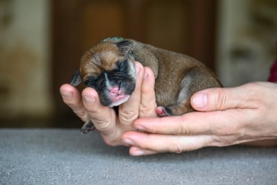 Les chiots de Bulldog continental