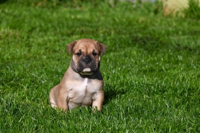 Les chiots de Bulldog continental