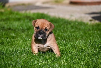Les chiots de Bulldog continental