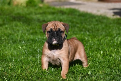 Les chiots de Bulldog continental