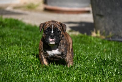 Les chiots de Bulldog continental