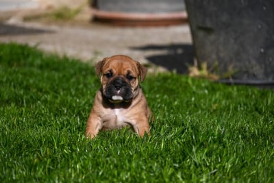 Les chiots de Bulldog continental