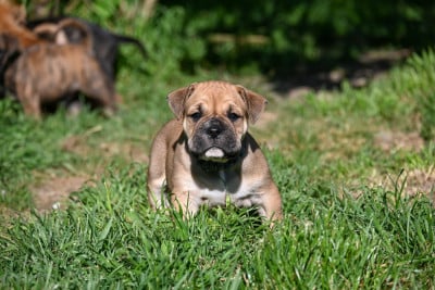 Les chiots de Bulldog continental