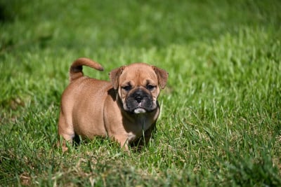 Les chiots de Bulldog continental