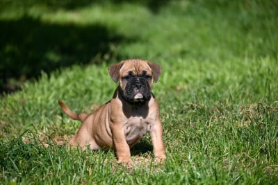 Les chiots de Bulldog continental