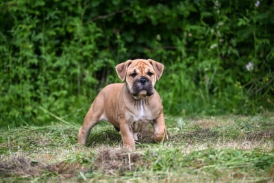 Les chiots de Bulldog continental