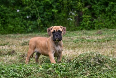 Les chiots de Bulldog continental