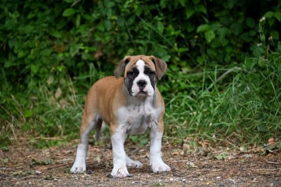 Bulldog continental