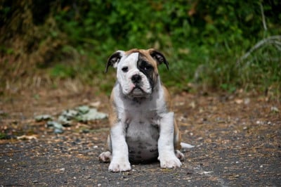 Before the fall - Bulldog continental