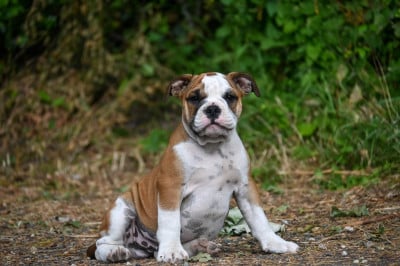 Before the line - Bulldog continental