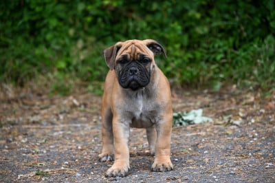 Before sunrise - Bulldog continental
